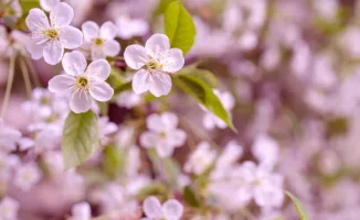 Астана ожидает тепло, в то время как Алматы столкнется с дождями и градом: прогноз погоды на 17-19 апреля