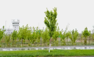 В Туркестане началась высадка саженцев для нового экопарка на 50 гектарах