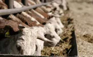 Эпидемия бешенства и ящура: риски для Казахстана на фоне международной угрозы