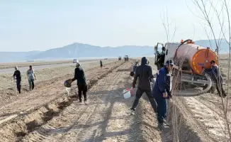 Созак: зелёный пояс растёт на 3 километра!