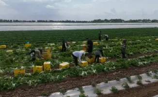 «Своевременные дожди, богатый урожай» – аграрии Туркестанской области собрали капусту за рекордные 45 дней