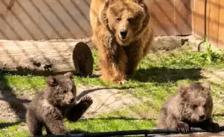 Новорожденные медвежата: маленькие чудеса природы в Алматинском зоопарке