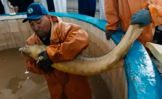 В Атырау продолжается восстановление популяции осетровых рыб через разведение и выпуск молоди в природу.