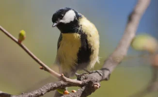 Синоптики Казгидромета прогнозируют погоду в Астане и Алматы на 1, 2 и 3 апреля, передает корреспондент Tengrinews.kz. В ближайшие дни ожидаются изменения в погодных условиях, которые могут повлиять на повседневную жизнь жителей этих городов.