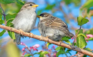 Синоптики прогнозируют потепление в Астане и Алматы: что ждать в ближайшие дни?