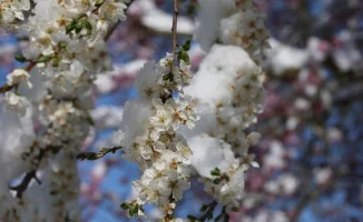 Морозы до -5 градусов ожидаются в Казахстане: синоптики Казгидромета представили прогноз на 9-11 апреля