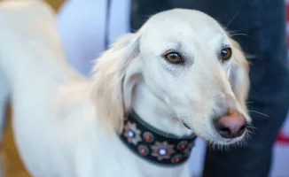 Правительство Казахстана объявило 3 сентября Днем казахского тазы, добавив новый праздник в перечень праздничных дат страны.