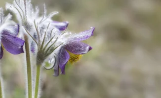 Синоптики Казгидромета уточнили прогноз погоды для Астаны и Алматы на 4, 5 и 6 апреля, сообщив, что похолодание отменяется. В ближайшие дни ожидается более теплое и комфортное weather conditions.