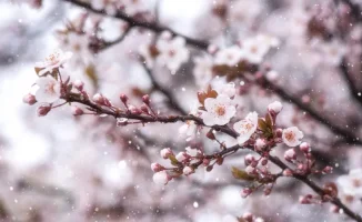 Снег и заморозки ожидаются в Казахстане: синоптики Казгидромета представили прогноз погоды на 25, 26 и 27 апреля.