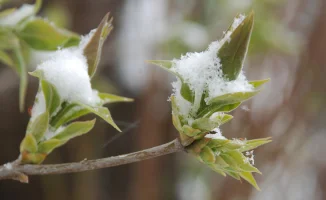 Астана: снег, Алматы: до +24 — погода на 8-10 апреля