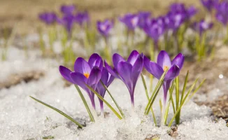 Казахстан: март 2026 года удивил температурными контрастами