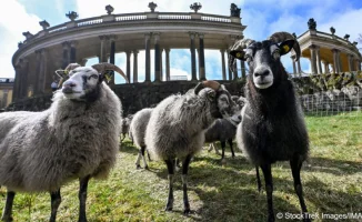 Овцы в Сан-Суси: новый облик прусского Версаля
