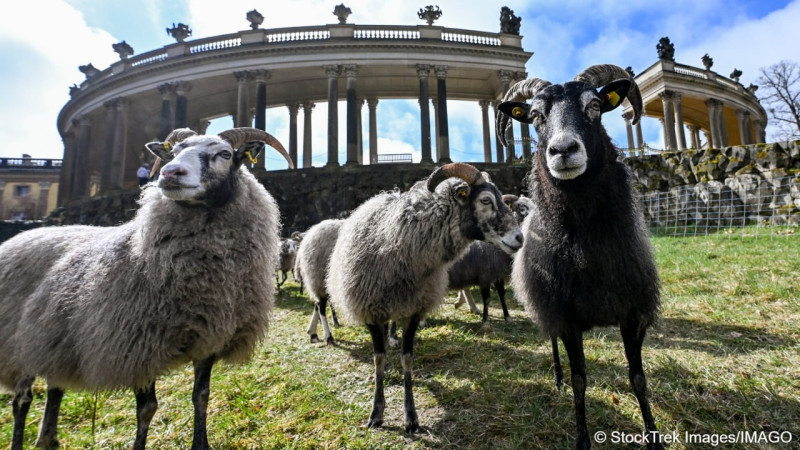 Овцы в Сан-Суси: новый облик прусского Версаля Астане