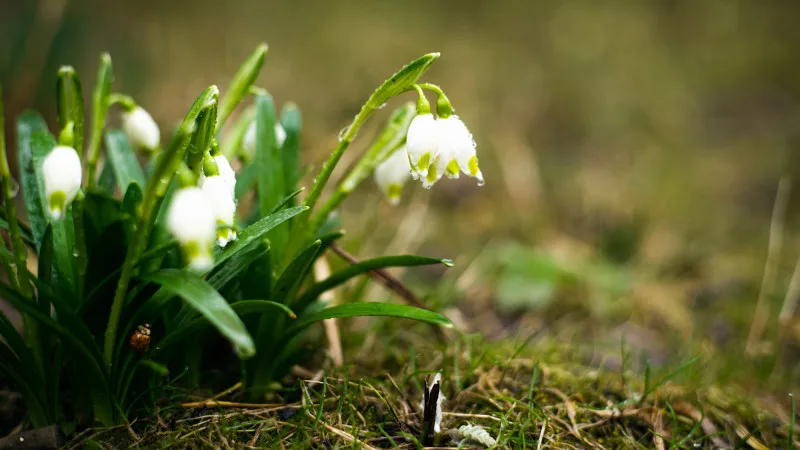 Сильные дожди и заморозки в Казахстане: как погодные условия могут повлиять на сельское хозяйство и повседневную жизнь граждан Астане