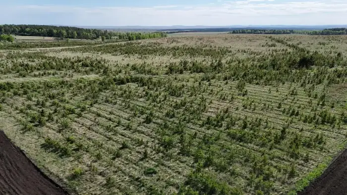 20 млн деревьев высадят в Акмолинской области в 2026 году (6)