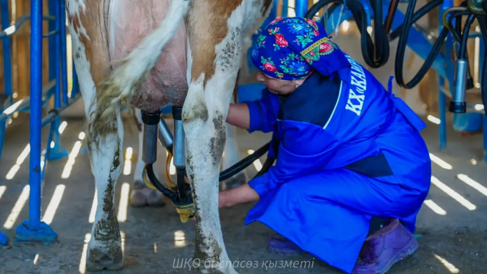 Сырье для «Восток-Молоко» поставляется из к/х «Кайрат» от коров высокопродуктивной симментальской породы (4)