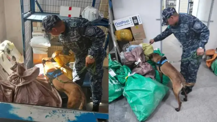 Участие служебных собак в рейдах подчеркивает усилия полиции по борьбе с наркопреступностью в области Абай Астане