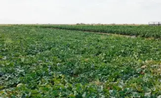 Сахар и масло: новые горизонты Индерского района!