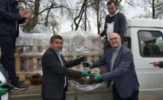 В Казахстан доставлено 7000 подвоев яблони из Нидерландов
