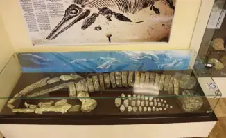 Юрские тайны: 3D-модели морских рептилий Казахстана!