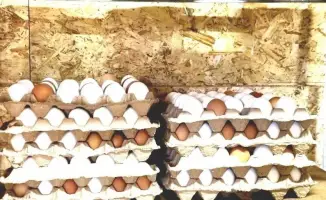 От птичника до кооператива: как это возможно?
