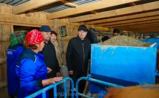 Симментальские коровы: секреты молока от «Кайрат»