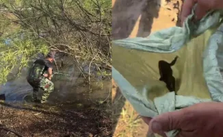 Лягушки захватили Samal Park: жители Астаны жалуются на громкое кваканье, а акимат объясняет отлов в пруду