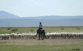 Миллионный зов степей: как вакансия пастуха в Китае стала золотым руном для соискателей